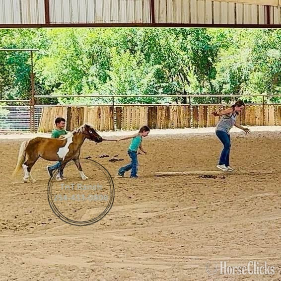 Pony - "Ella" Sorrel Mare Pony