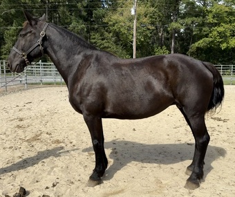 "Black " Black Mare Draft