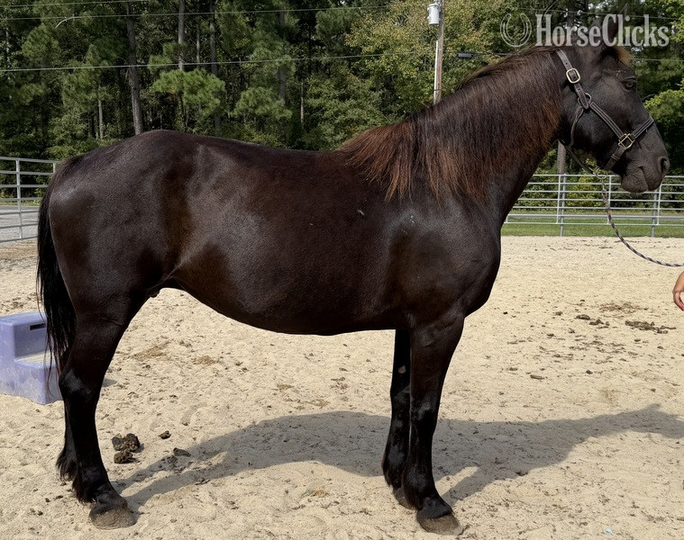 "Black " Black Mare Draft