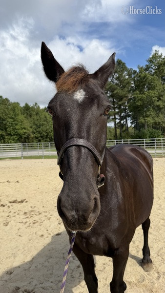 North Carolina "Black " Black Mare Draft
