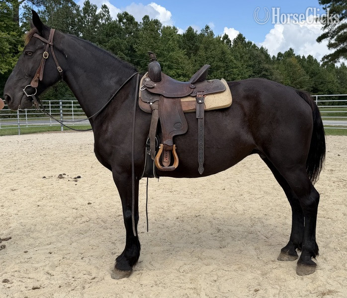 "Black " Black Mare Draft - Draft in North Carolina