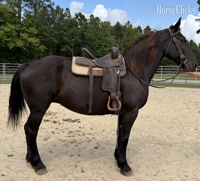 "Black " Black Mare Draft - Draft