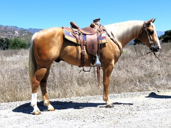 "JAK MR SUNBERRY 562" Palomino Gelding Quarter Horse