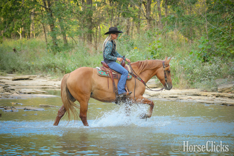 Kentucky "CARAMELLO" Red Dun Mare Quarter Horse