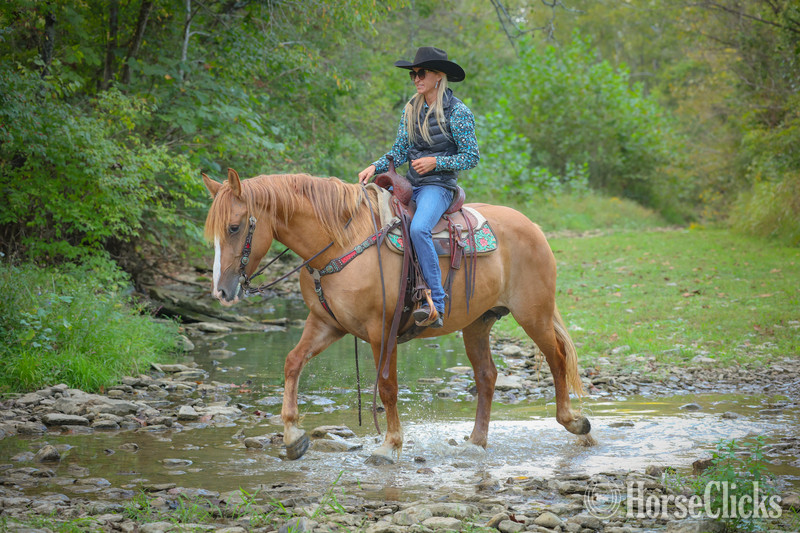 "CARAMELLO" Red Dun Mare Quarter Horse - Quarter Horse