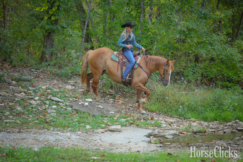 "CARAMELLO" Red Dun Mare Quarter Horse Kentucky