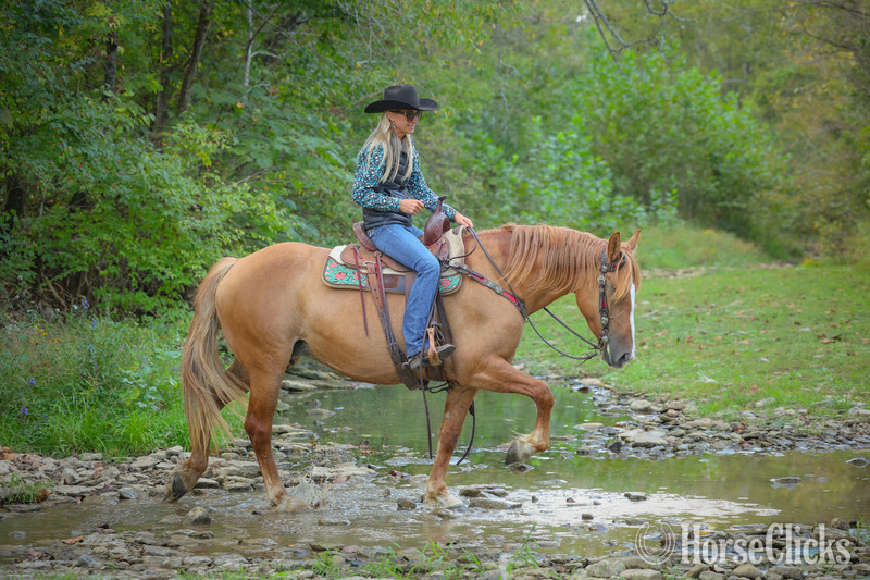 Quarter Horse - "CARAMELLO" Red Dun Mare Quarter Horse in Kentucky