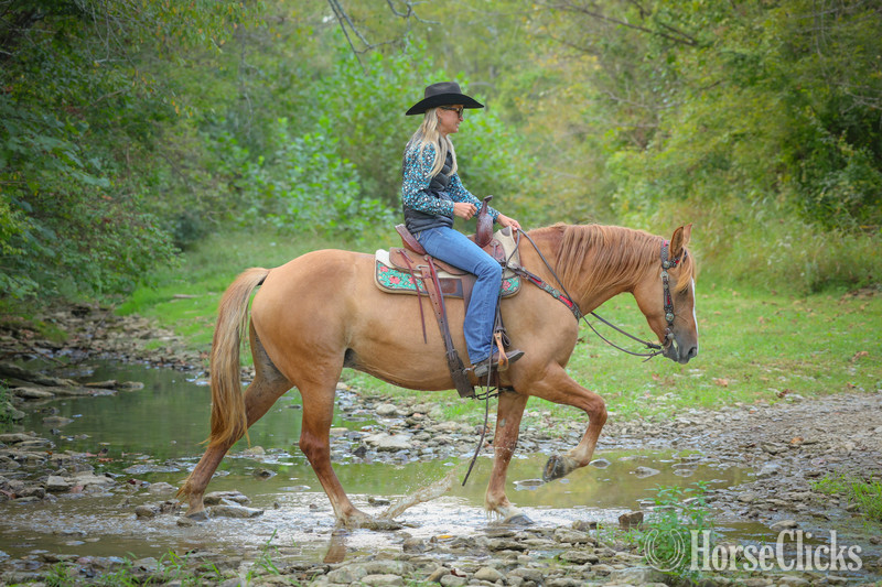 Quarter Horse - "CARAMELLO" Red Dun Mare Quarter Horse