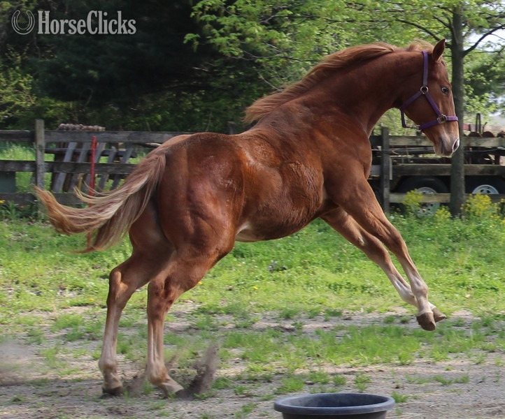 "APOLLITICAL SASS" Sorrel Filly Quarter Horse in Maine