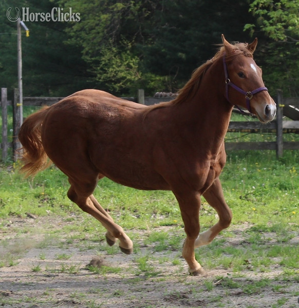 "APOLLITICAL SASS" Sorrel Filly Quarter Horse