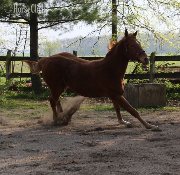 Maine "APOLLITICAL SASS" Sorrel Filly Quarter Horse