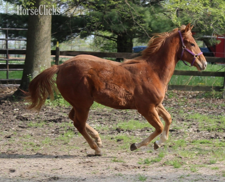 "APOLLITICAL SASS" Sorrel Filly Quarter Horse - Quarter Horse in Maine