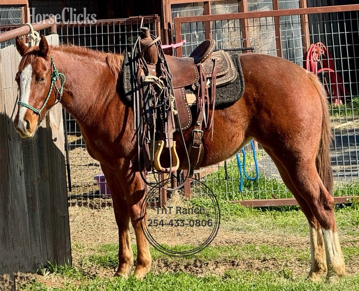 "Betty" Sorrel Mare Quarter Horse in Texas