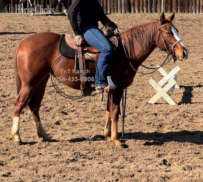 "Betty" Sorrel Mare Quarter Horse