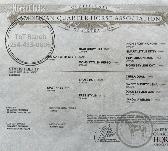 Texas "Betty" Sorrel Mare Quarter Horse