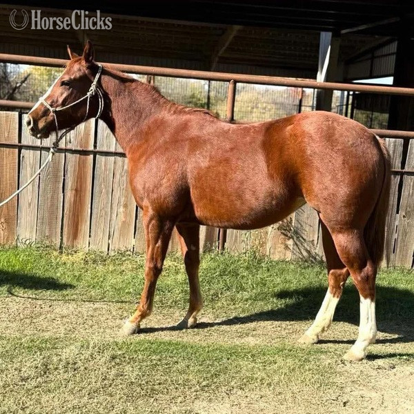 "Betty" Sorrel Mare Quarter Horse - Quarter Horse in Texas