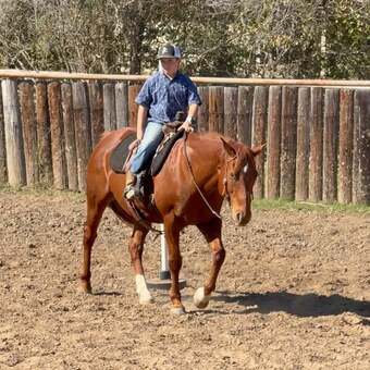 "Spark" Sorrel Gelding Quarter Horse