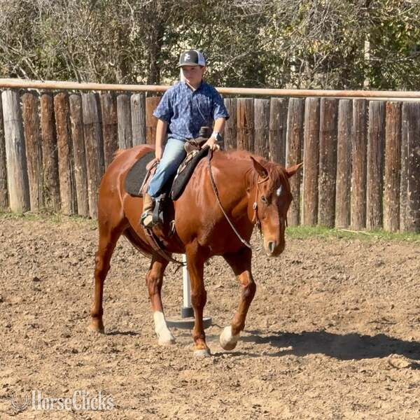 "Spark" Sorrel Gelding Quarter Horse in Texas