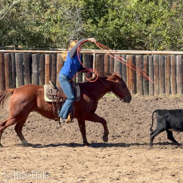 "Spark" Sorrel Gelding Quarter Horse