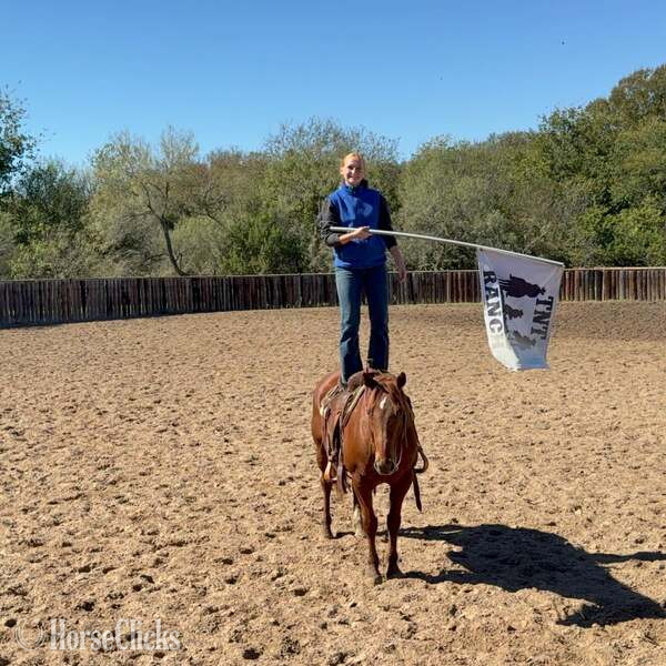 Texas "Spark" Sorrel Gelding Quarter Horse