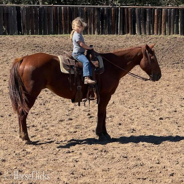 "Spark" Sorrel Gelding Quarter Horse - Quarter Horse