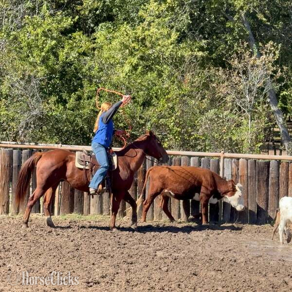 "Spark" Sorrel Gelding Quarter Horse Texas