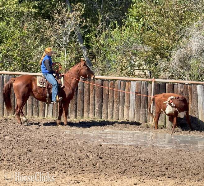 Quarter Horse - "Spark" Sorrel Gelding Quarter Horse in Texas