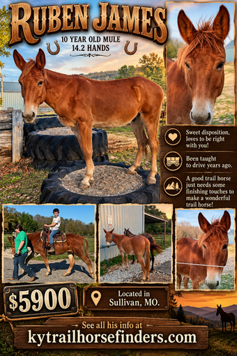 "Ruben James " Sorrel Gelding Mule