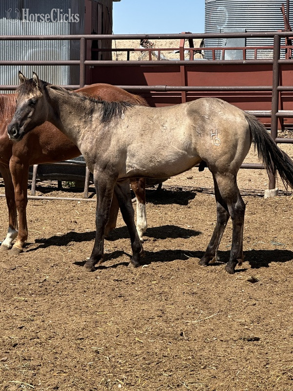 "CLR PEPPERS QUINCY" Grullo Colt Quarter Horse in 