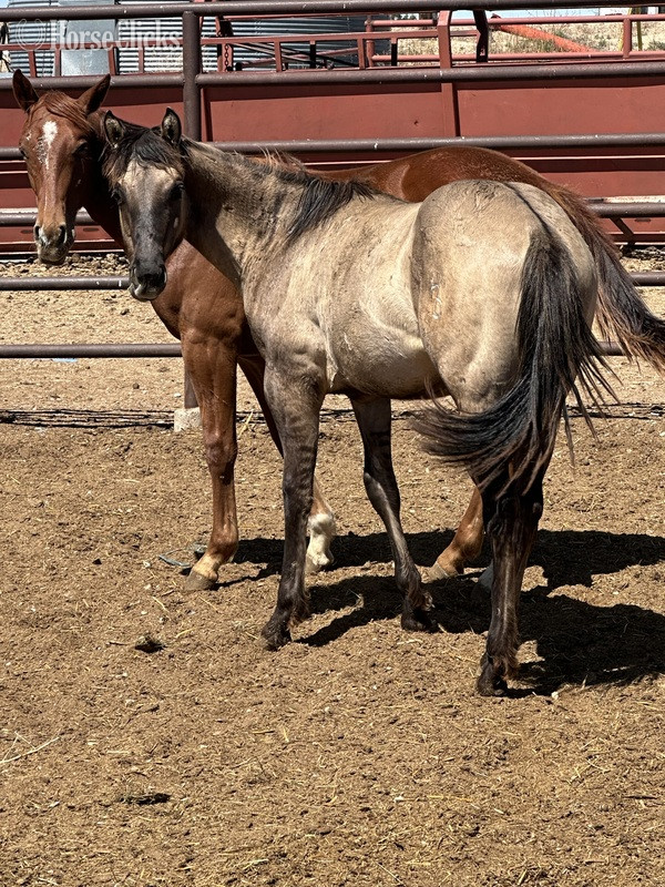 "CLR PEPPERS QUINCY" Grullo Colt Quarter Horse