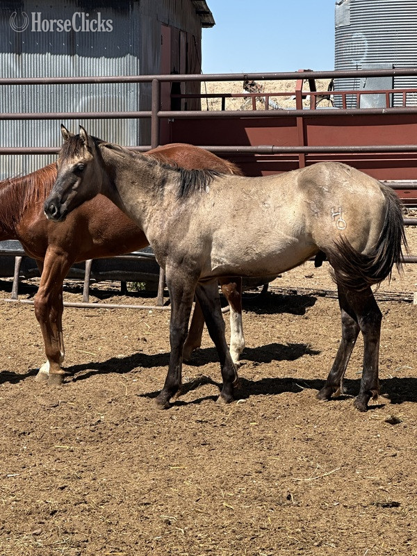  "CLR PEPPERS QUINCY" Grullo Colt Quarter Horse