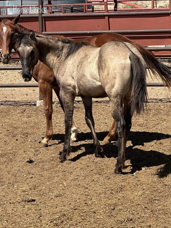 "CLR PEPPERS QUINCY" Grullo Colt Quarter Horse - Quarter Horse in 