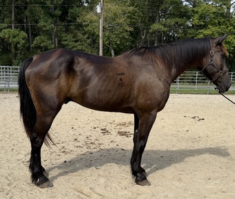 "Bay" Bay Gelding Draft