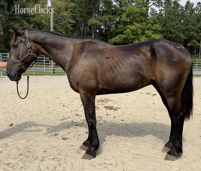 "Bay" Bay Gelding Draft