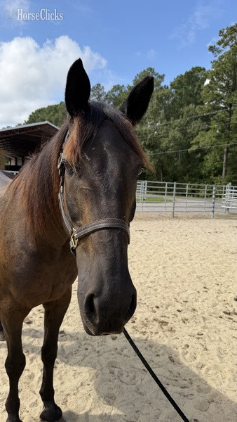 North Carolina "Bay" Bay Gelding Draft