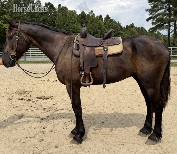 "Bay" Bay Gelding Draft - Draft in North Carolina