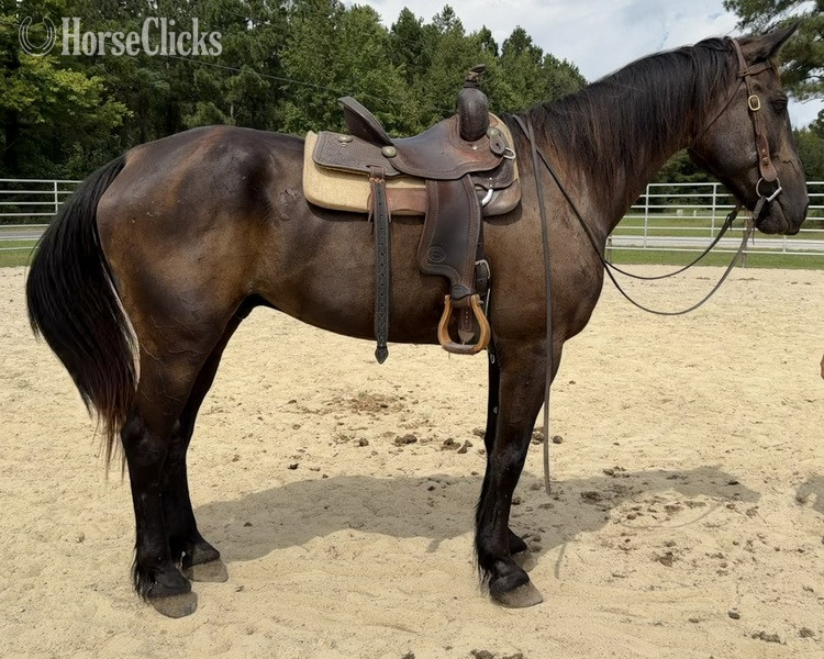 "Bay" Bay Gelding Draft - Draft