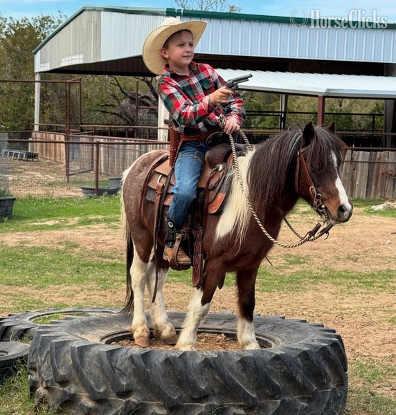 "Rocky" Bay Roan Gelding Pony in Texas