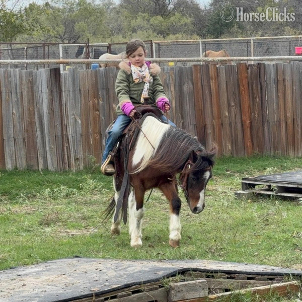 "Rocky" Bay Roan Gelding Pony
