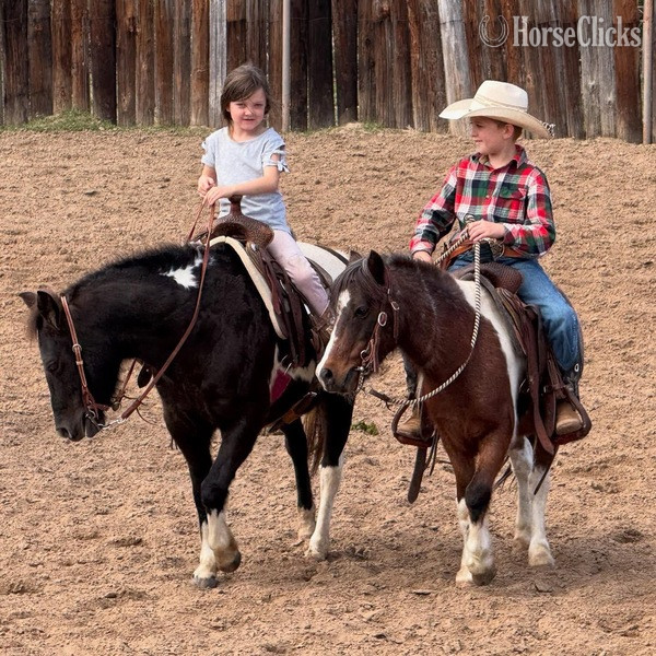 Texas "Rocky" Bay Roan Gelding Pony