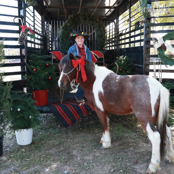 "Rocky" Bay Roan Gelding Pony - Pony in Texas
