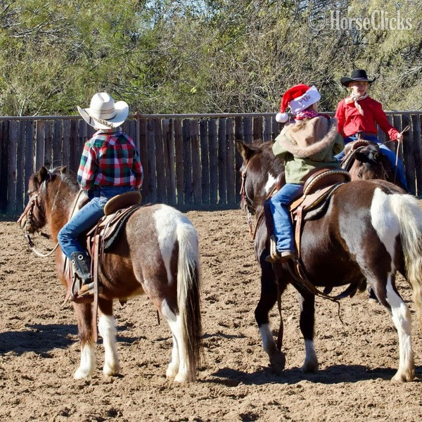 "Rocky" Bay Roan Gelding Pony - Pony