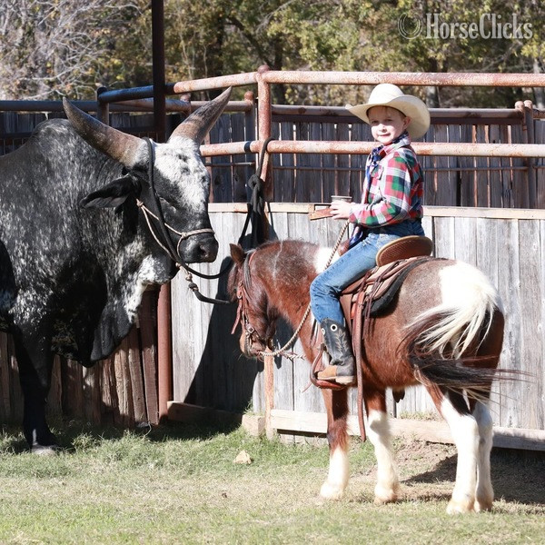 "Rocky" Bay Roan Gelding Pony Texas