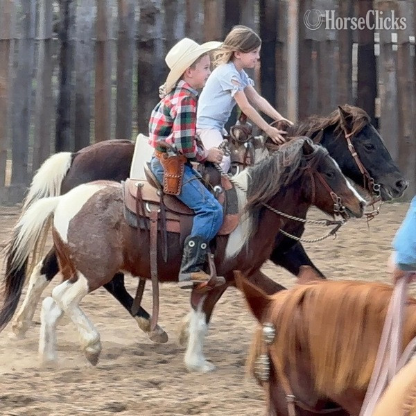 Pony - "Rocky" Bay Roan Gelding Pony in Texas