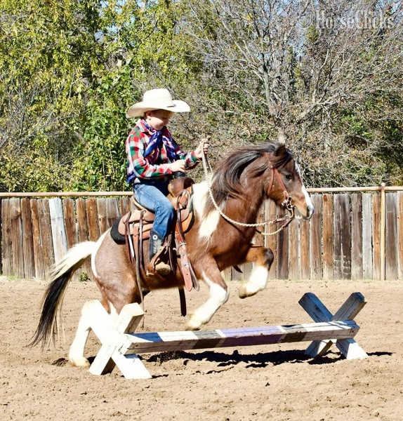 Pony - "Rocky" Bay Roan Gelding Pony