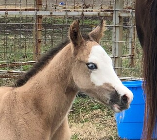 "pending" Grulla Colt Paint