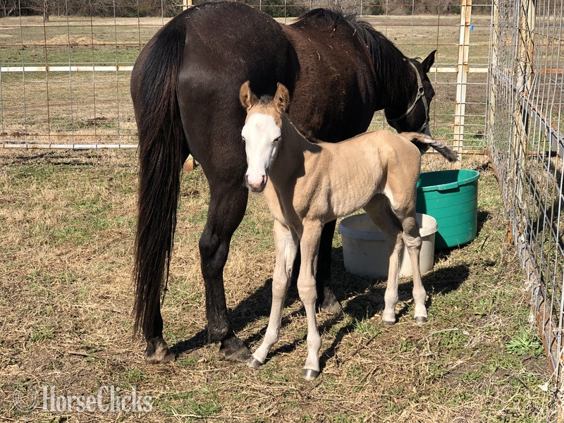 "pending" Grulla Colt Paint - Paint