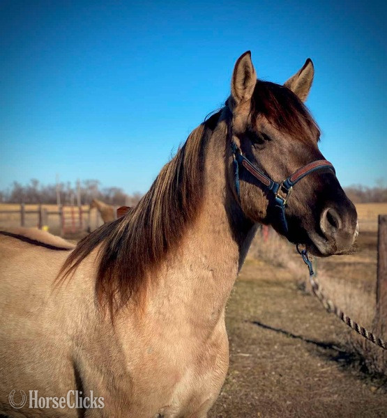 Rocky Mountain - Grulla 15.2hh Rocky Mountain Stallion