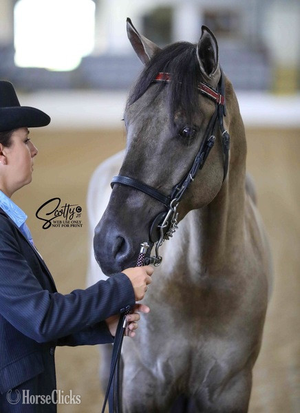 Grulla 15.2hh Rocky Mountain Stallion in Kentucky