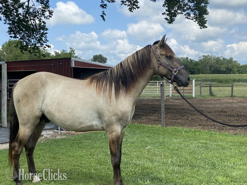 Grulla 15.2hh Rocky Mountain Stallion - Rocky Mountain in Kentucky